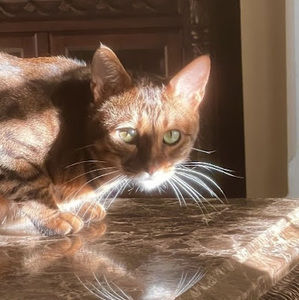 Meet your Posher, Amina